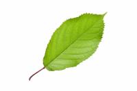 Merisier - feuille (Prunus avium)